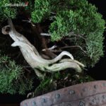 Juniperus Chinensis itoigawa VENDUTO - immagine 5