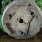 Juniperus Chinensis itoigawa VENDUTO - immagine 6