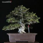 Azalea Satsuki Var. KOZAN VENDUTO - immagine 6