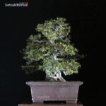 Azalea Satsuki Var. KOZAN VENDUTO - immagine 7