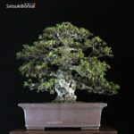 Azalea Satsuki Var. KOZAN VENDUTO - immagine 8