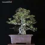 Azalea Satsuki Var. KOZAN VENDUTO - immagine 9