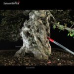 Azalea Satsuki Var. KOZAN VENDUTO - immagine 10