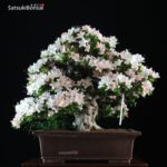Azalea Satsuki Var. KOZAN VENDUTO