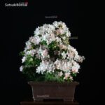 Azalea Satsuki Var. KOZAN VENDUTO - immagine 3