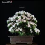 Azalea Satsuki Var. KOZAN VENDUTO - immagine 4