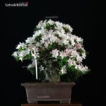 Azalea Satsuki Var. KOZAN VENDUTO - immagine 5