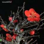 Chaenomeles Speciosa - Chojubai - immagine 2