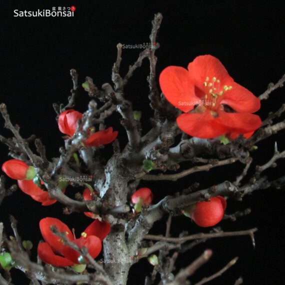 Chaenomeles Speciosa - Chojubai - immagine 2