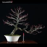 Acero Palmato Arakawa VENDUTO - immagine 2