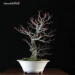 Acero Palmato Arakawa VENDUTO - immagine 4