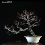 Acero Palmato Arakawa VENDUTO - immagine 6