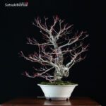 Acero Palmato Arakawa VENDUTO - immagine 8