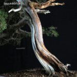 Juniperus Chinensis itoigawa VENDUTO - immagine 5
