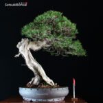 Pinus Mughus VENDUTO