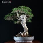 Pinus Mughus VENDUTO - immagine 2