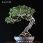 Pinus Mughus VENDUTO - immagine 3