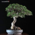 Pinus Mughus VENDUTO - immagine 4