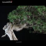 Pinus Mughus VENDUTO - immagine 5