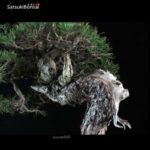 Pinus Mughus VENDUTO - immagine 6