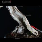 Pinus Mughus VENDUTO - immagine 7