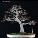 Acero Palmato Yamamomiji VENDUTO