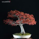 Acero Palmato Yamamomiji VENDUTO - immagine 8