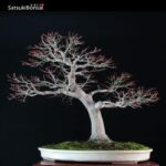 Acero Palmato Yamamomiji VENDUTO - immagine 3