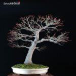 Acero Palmato Yamamomiji VENDUTO - immagine 5