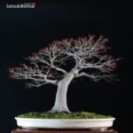 Acero Palmato Yamamomiji VENDUTO - immagine 7