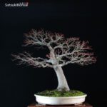 Acero Palmato Yamamomiji VENDUTO - immagine 9