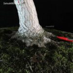 Acero Palmato Yamamomiji VENDUTO - immagine 10