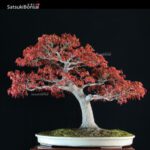 Acero Palmato Yamamomiji VENDUTO - immagine 2