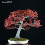 Acero Palmato Yamamomiji VENDUTO - immagine 4