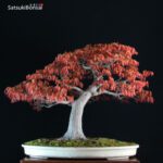 Acero Palmato Yamamomiji VENDUTO - immagine 6