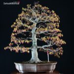 Acero Palmato Yamamomiji VENDUTO - immagine 3