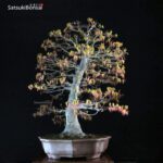 Acero Palmato Yamamomiji VENDUTO - immagine 6