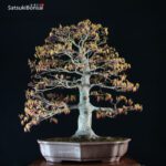 Acero Palmato Yamamomiji VENDUTO - immagine 5