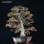 Acero Palmato Yamamomiji VENDUTO - immagine 4