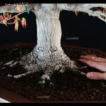 Acero Palmato Yamamomiji VENDUTO - immagine 2