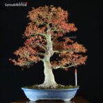 Acero Palmato Yamamomiji VENDUTO - immagine 5