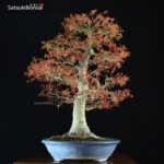 Acero Palmato Yamamomiji VENDUTO - immagine 6