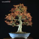 Acero Palmato Yamamomiji VENDUTO - immagine 7