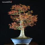 Acero Palmato Yamamomiji VENDUTO - immagine 8