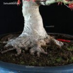 Acero Palmato Yamamomiji VENDUTO - immagine 9