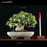 Acer Buergerianum - Kaede VENDUTO - immagine 6