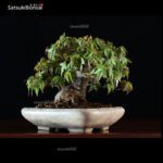 Acer Buergerianum - Kaede VENDUTO - immagine 7