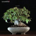 Acer Buergerianum - Kaede VENDUTO - immagine 8