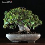 Acer Buergerianum - Kaede VENDUTO - immagine 9