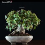 Acer Buergerianum - Kaede VENDUTO - immagine 10